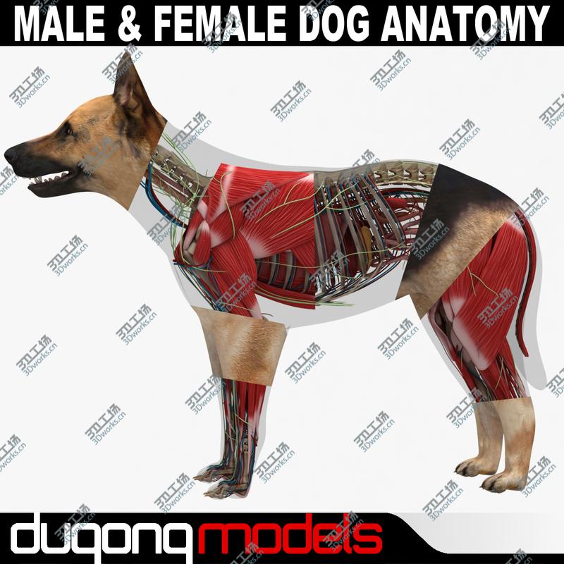 images/goods_img/20210113/Male & Female Dog Anatomy Textured/1.jpg